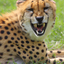 cheetah