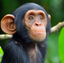 monkey