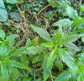 plants
