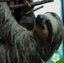 sloth